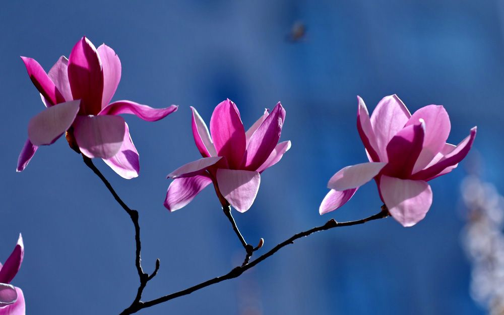 16.pic_hd